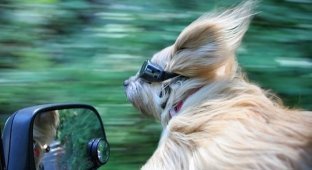 Собаки любят машины и ветер (15 фото)