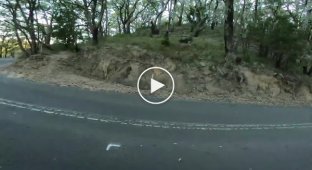 Мотоциклист помог коале забраться на возвышенность