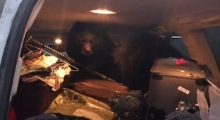 Американка обнаружила в своем автомобиле трех медведей (3 фото)