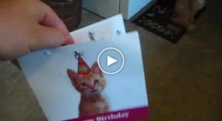 Кошке понравилась открытка