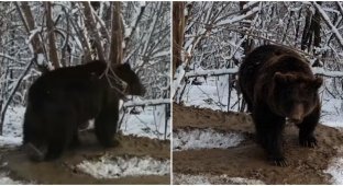 Освобождённая медведица даже на воле ходит по кругу (2 фото + 1 видео)