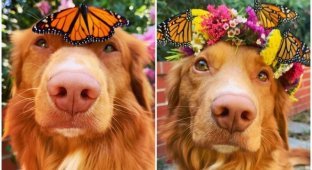 Майло - чудо-пес, который дружит с бабочками (17 фото)