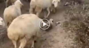 Милый щенок помогает пасти стадо овец