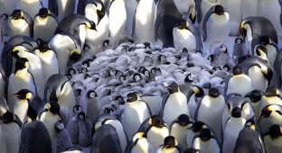 Как греются пингвины (9 фото)