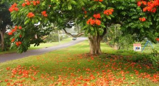 Экзотическая красота Африканское тюльпанное дерево (22 фото)