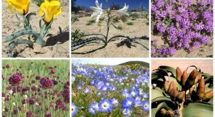 Как цветут пустыни (26 фото)