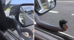 Необычный «пассажир» прокатился на боковом зеркале автомобиля в Австралии (5 фото)