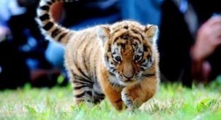 Тигрята (5 фото)