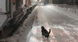 Каждый вечер ровно в 22:40 кот приходит на перрон и ждёт прибытия поезда… И так уже несколько лет! (2 фото)