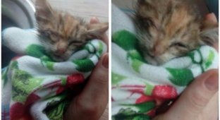 История спасения одного котенка (5 фото)