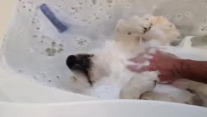 Позитивный пес принимает ванну