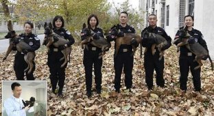 Китайская полиция клонирует для службы супер-собак (11 фото)