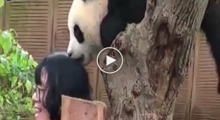 «Нападение» панды на человека
