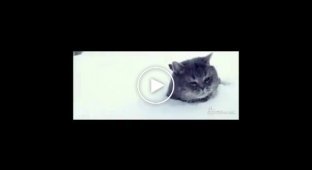 Котейка в снегу