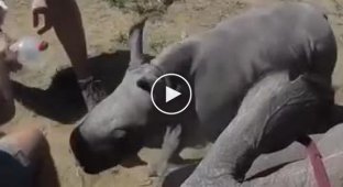 Маленький носорожек пытается защитить маму от ветеринаров