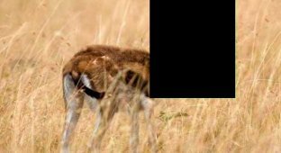 Бородатую антилопу смог увидеть только фотограф (3 фото)