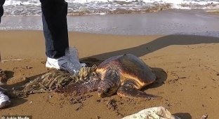 На Мальте турист спас черепаху, застрявшую в пластиковом мусоре (6 фото)