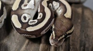 Самые дорогие змеи для террариума (11 фото)