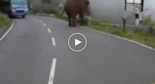 Водитель автобуса пожалел о том, что подъехал близко к слону