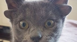 В Турции нашли котенка с четырьмя ушами (5 фото + 4 видео)