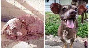 Чудесная история спасения бездомного пса по кличке Добби (6 фото)