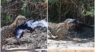Эпичная схватка в воздухе между ягуаром и стервятником (12 фото)