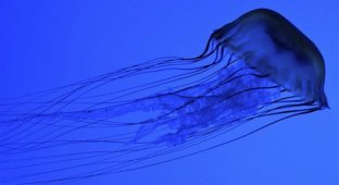 Медузы (38 фотографий)