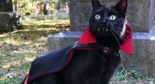 Кот с вампирскими клыками (6 фото + 1 видео)