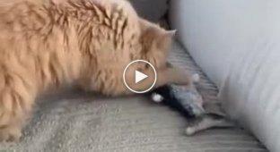 Кот и его любимая рыба-игрушка