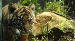Тигрица с малышами в зоопарке (17 фото)