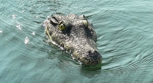 Крокодилья шутка, от которой можно остаться заикой (3 фото + 4 видео)