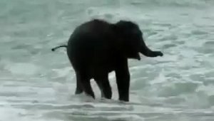 Слон купается в море