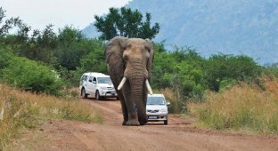 Не зли слона автомобилем (7 фотографий)