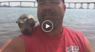 Маленький тюлень запрыгнул в рыбацкую лодку чтобы найти себе нового друга
