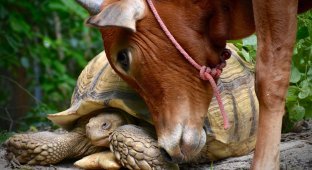 Гигантская черепаха и теленок, потерявший лапу, стали лучшими друзьями (10 фото)