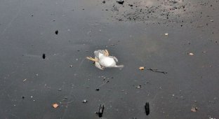 Мужчина залез в ледяную воду ради спасения утки (4 фото)