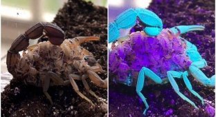 Почему скорпионы светятся в ультрафиолете? (6 фото + 1 видео)