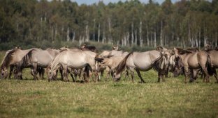 В Налибокской пуще поселились дикие лошади (14 фото)