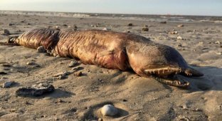 Ураган «Харви» выбросил неизвестное существо на берег Техаса (4 фото)