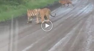 Встреча с тигриным семейством на трассе в Приморье