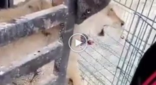 Неудачная попытка затащить волка в клетку