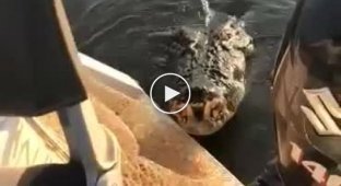 Крокодил попытался запрыгнуть на лодку с рыбаками