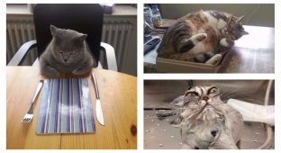 28 смешных кошачьих фотографий из интернета (28 фото)