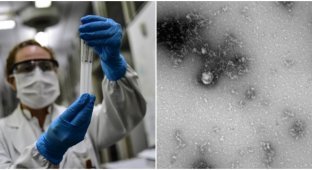 Российские учёные первые сфотографировали "британский" штамм коронавируса (3 фото)