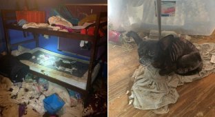 Трое детей и 245 животных проживали в нечеловеческих условиях в жилище во Флориде (11 фото + 1 видео)