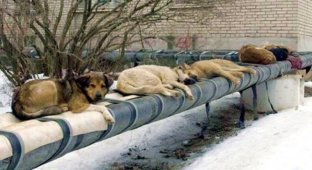 110 млн рублей выделено на убийство бездомных животных в преддверии ЧМ-2018 (5 фото)