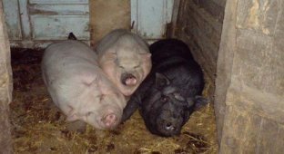 Кормление свиней обернулось трагедией (3 фото)