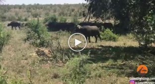 Буйвол атаковал львицу в африканском национальном парке