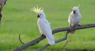 Опасная Австралия. 10 самых коварных попугаев Сиднея (16 фото)