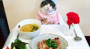 Японка каждый день наряжает своего кота к ужину, и это настолько же странно, насколько мило (17 фото)